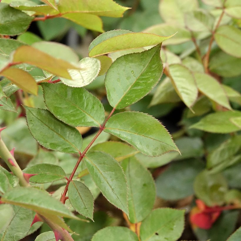 Rosa La rose Monsieur (Fogliame)