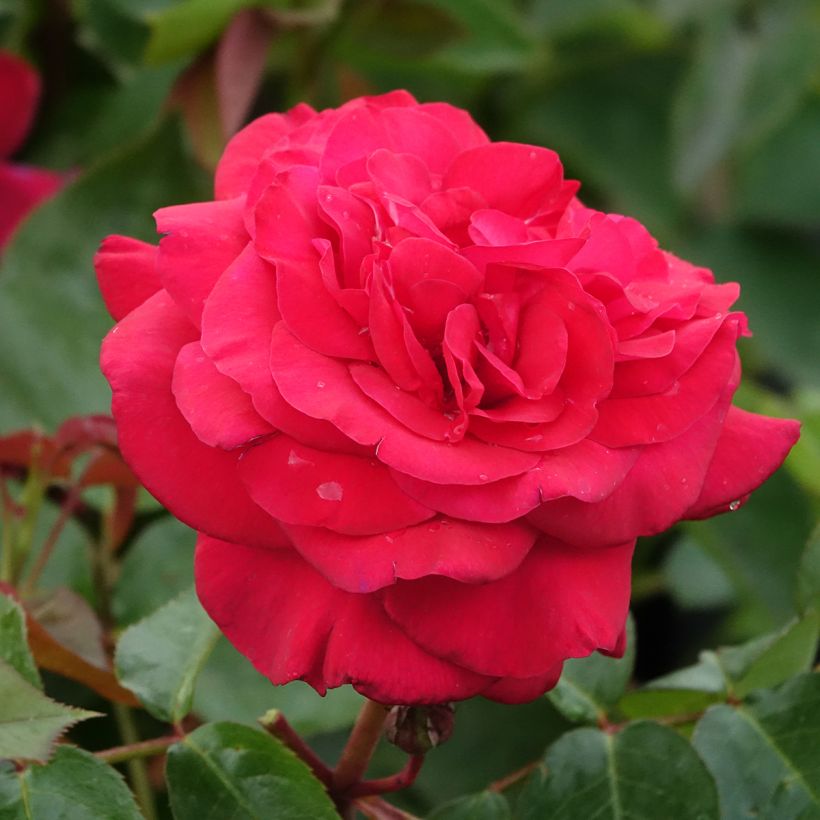 Rosa La rose Monsieur (Fioritura)