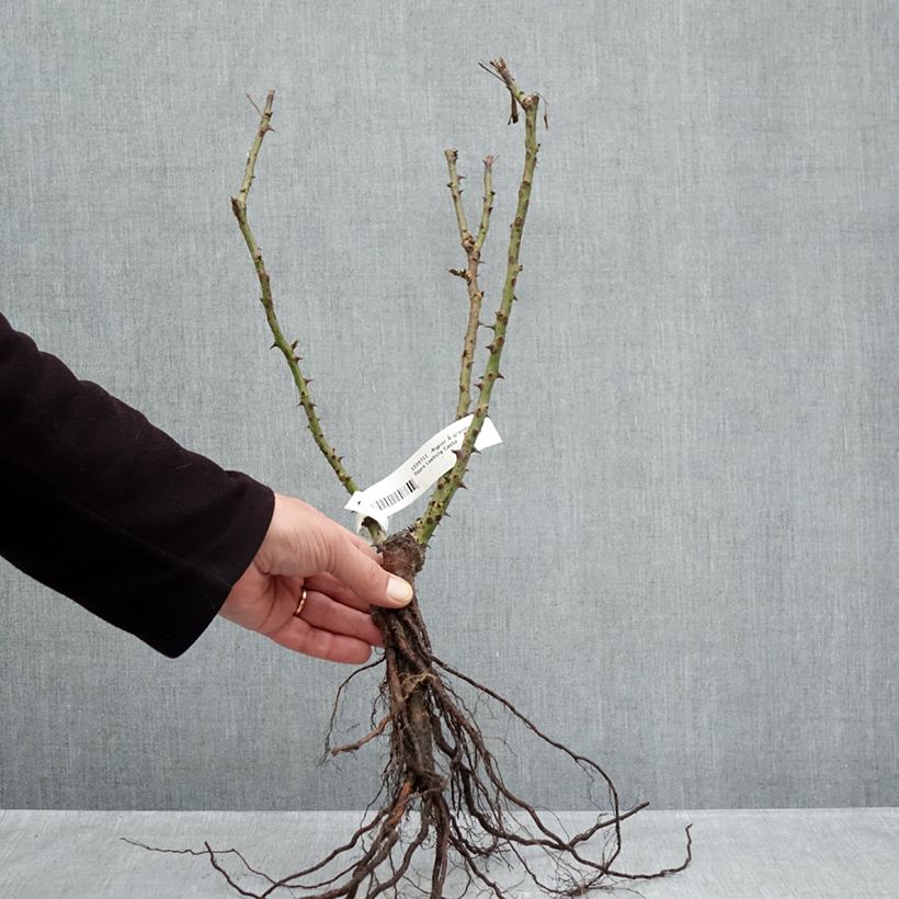 Rosa Laeticia Casta Piante piccole a radice nuda esemplare consegnato in inverno