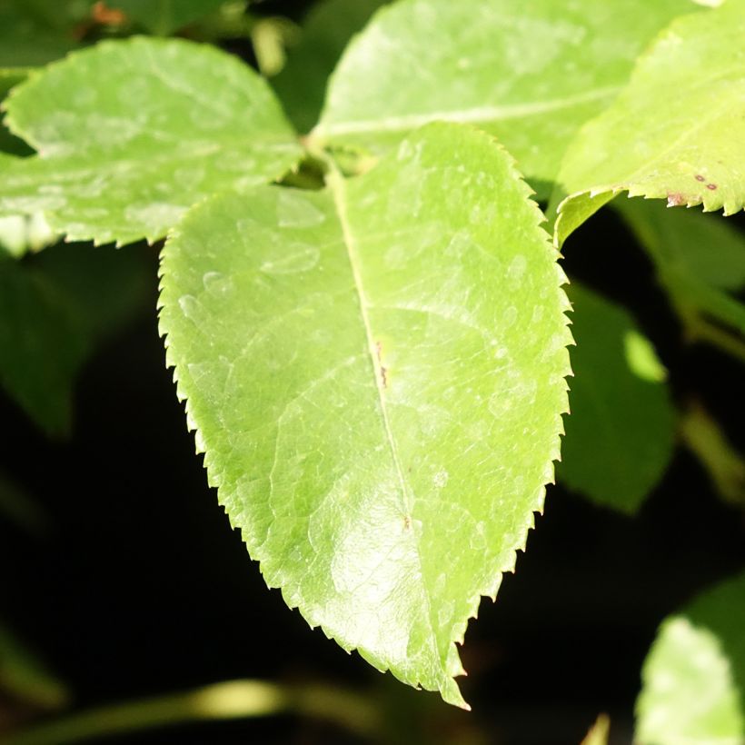 Rosa Les Années Folles Bobino (Fogliame)