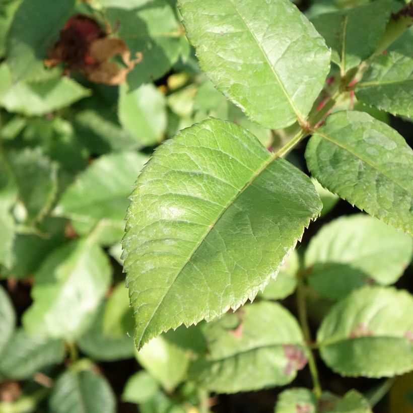 Rosa Les Années Folles Fox Trot (Fogliame)