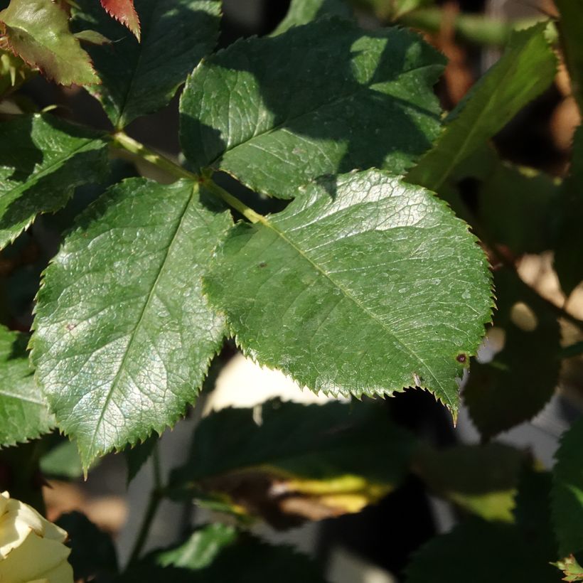 Rosa Les Années Folles La Rotonde (Fogliame)