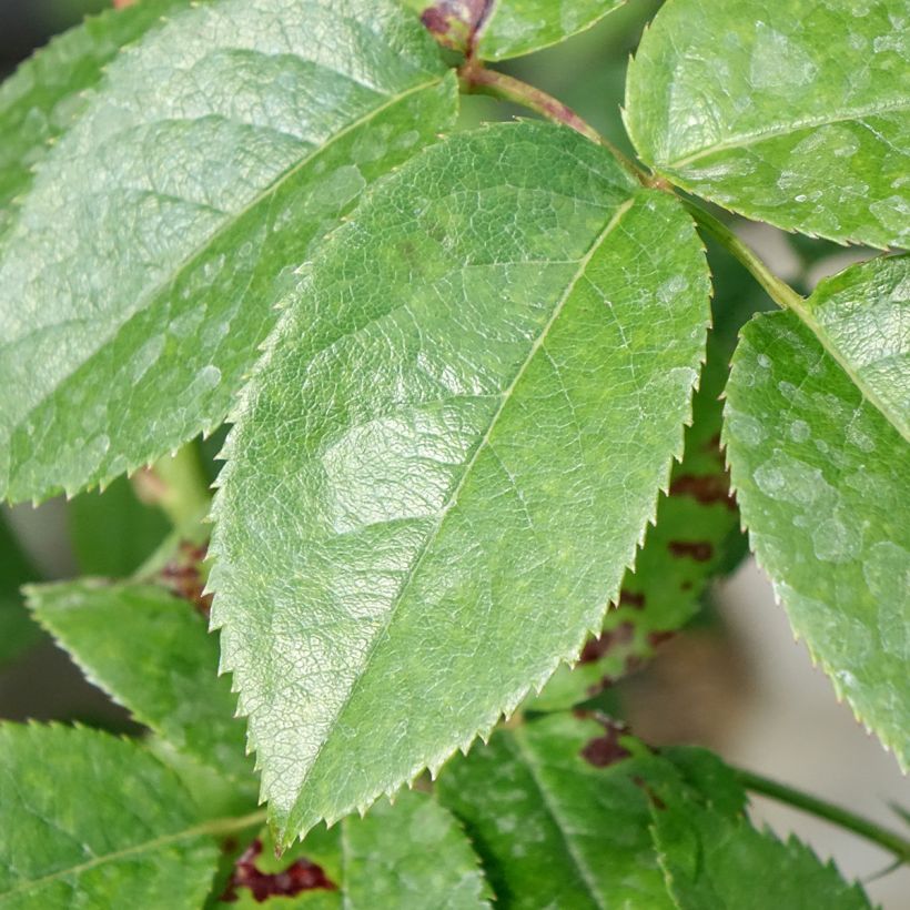 Rosa Les Années Folles Music Hall (Fogliame)
