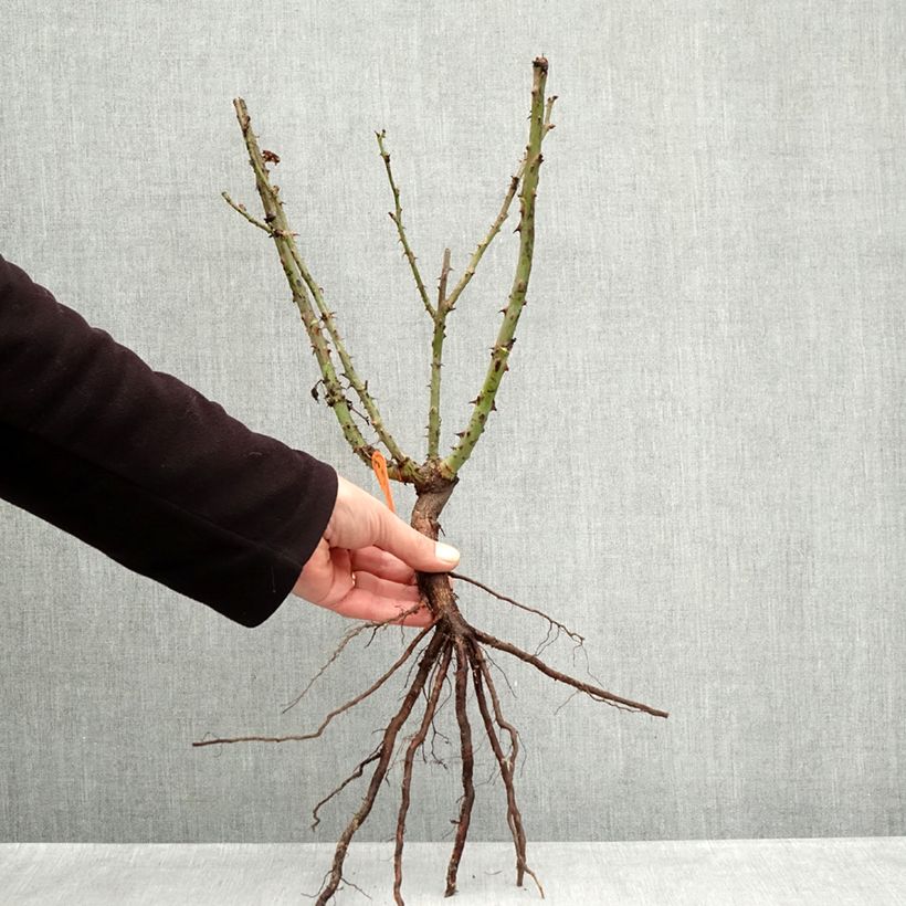 Rosa Lolita Lempicka - Rose ibrida di tea Piante piccole a radice nuda esemplare consegnato in inverno