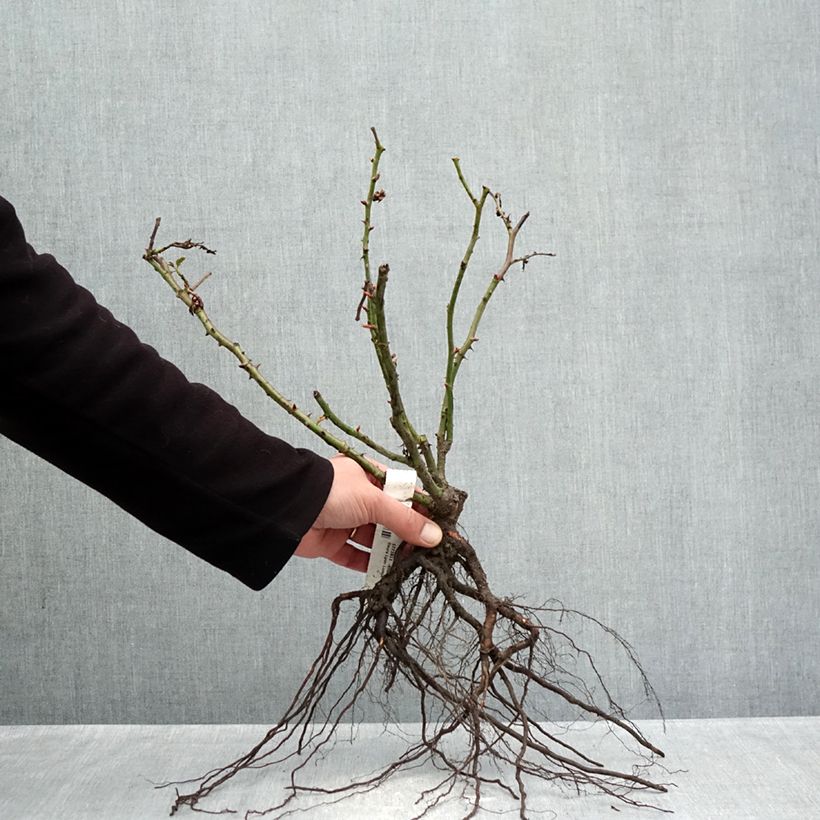 Example of Rosa Lyon Lumières - Rose ibrida di tea Piante piccole a radice nuda as you get in hiver