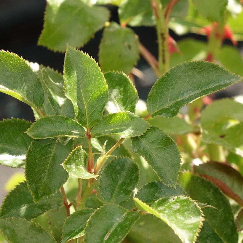 Rosa Macha Meril - Rose ibrida di tea (Foliage)