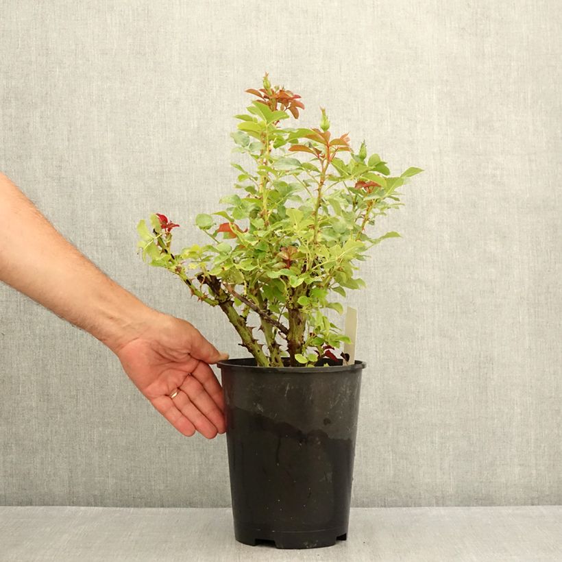 Example of Rosa Macha Meril - Rose ibrida di tea Vaso da 4L/5L as you get in ete