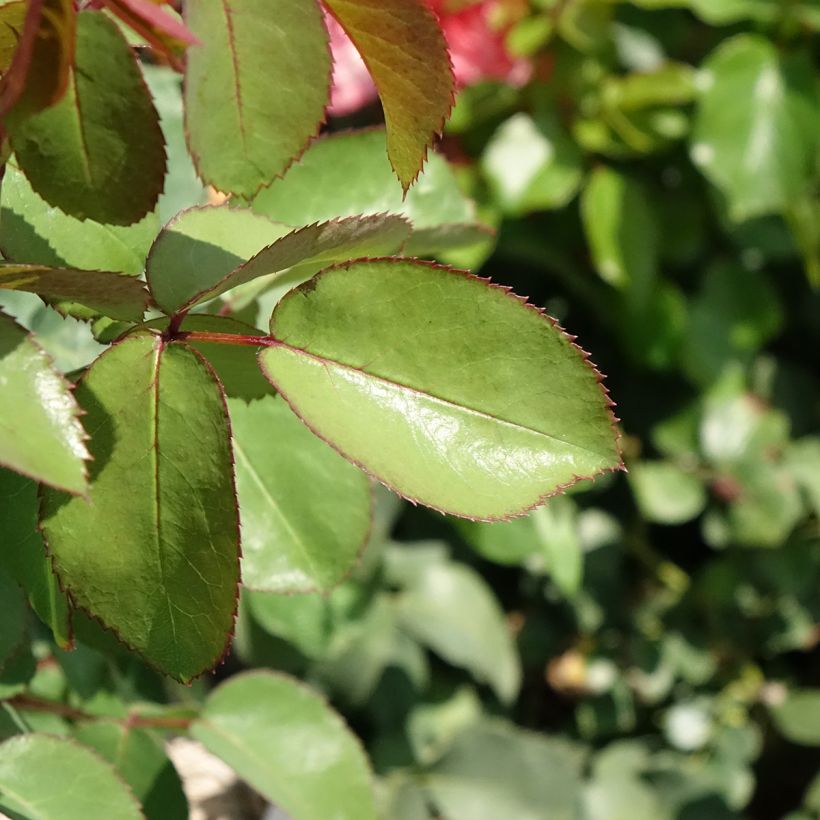 Rosa Mademoiselle Meilland - Rose ibrida di tea (Fogliame)