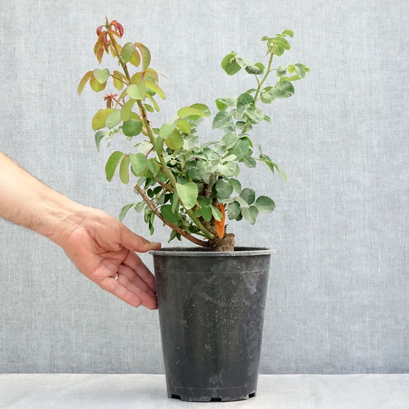 Esemplare di Rosa Mademoiselle Meilland - Rose ibrida di tea Vaso da 4L/5L consegnato in estate