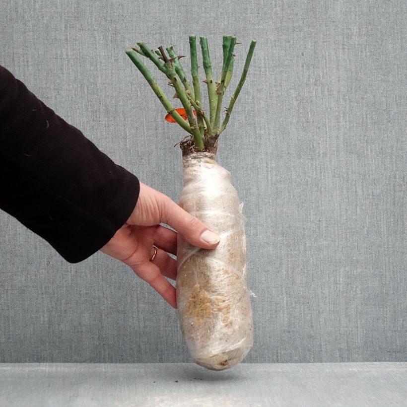 Rosa Mademoiselle Meilland - Rose ibrida di tea Zolla a radice nuda esemplare consegnato in inverno