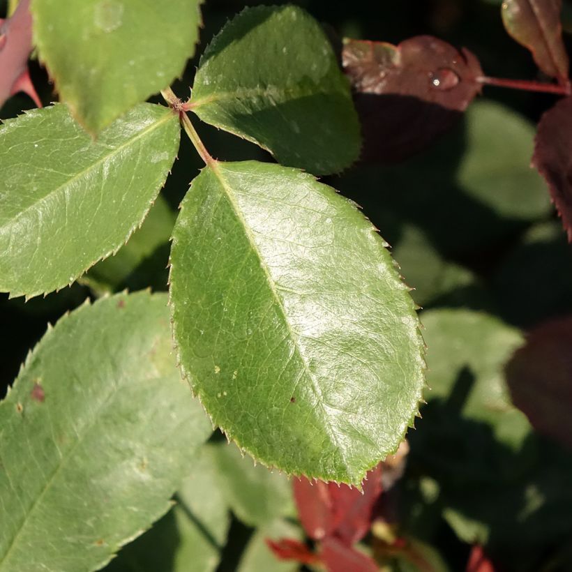 Rosa Marcel Pagnol - Rose ibrida di tea (Fogliame)