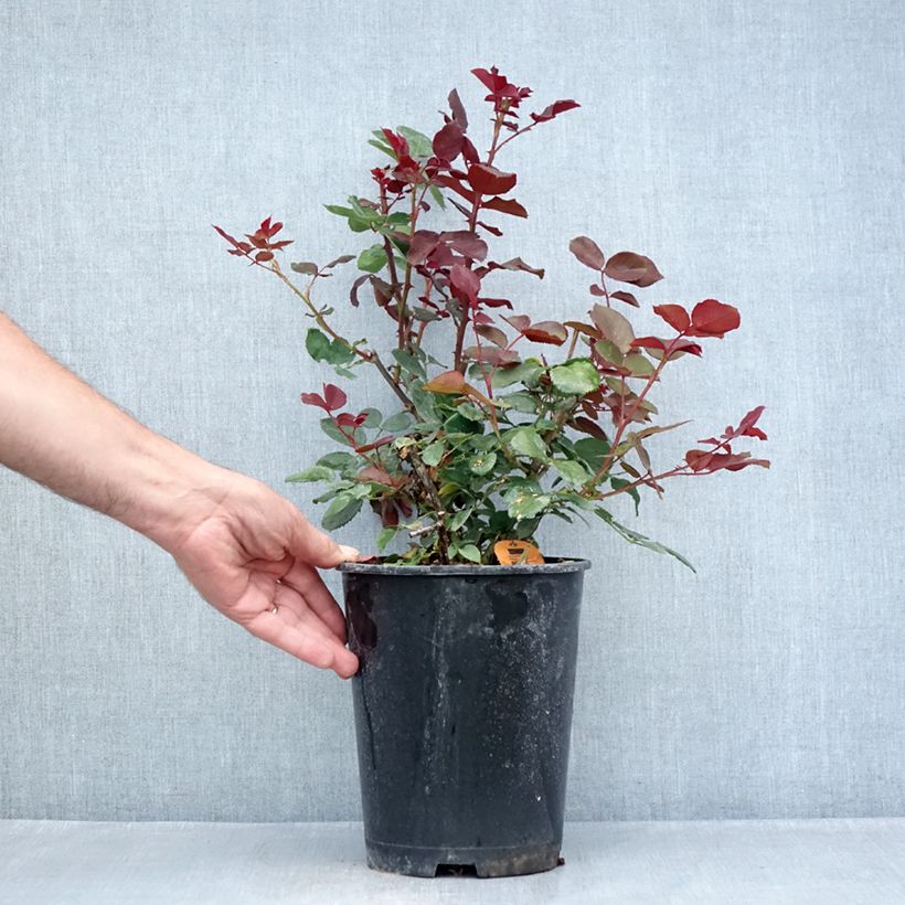 Esemplare di Rosa Marcel Pagnol - Rose ibrida di tea Vaso da 4L/5L consegnato in estate