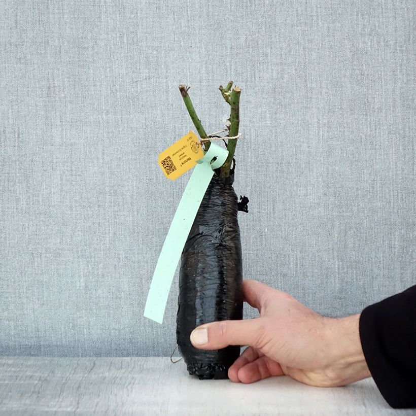 Rosa Memoire - Rose ibrida di tea Zolla a radice nuda esemplare consegnato in inverno