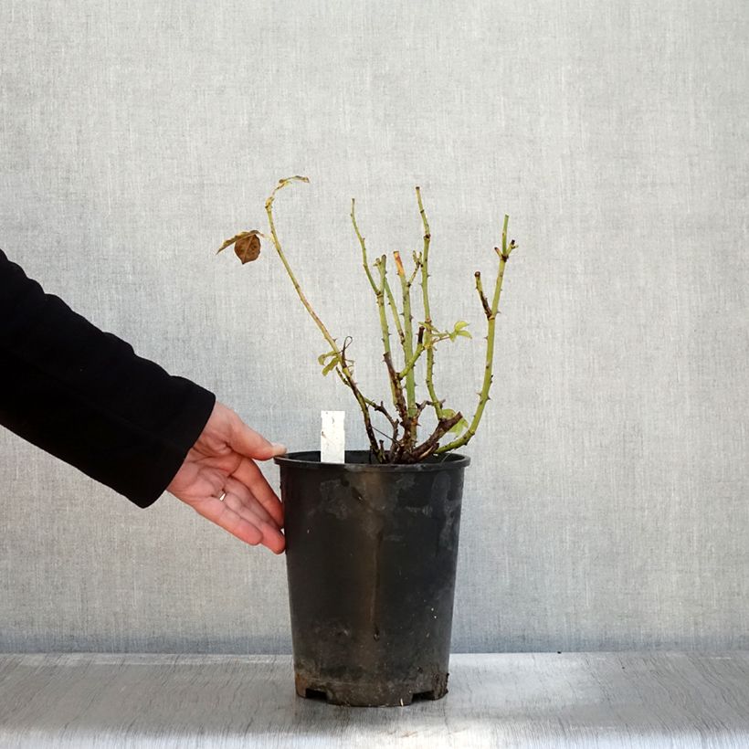 Esemplare di Rosier à grandes fleurs Memoire Pot de 4L/5L come consegnato in autunno