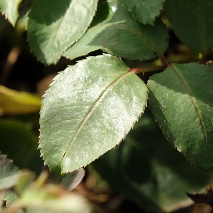 Rosa Memoire - Rose ibrida di tea (Fogliame)