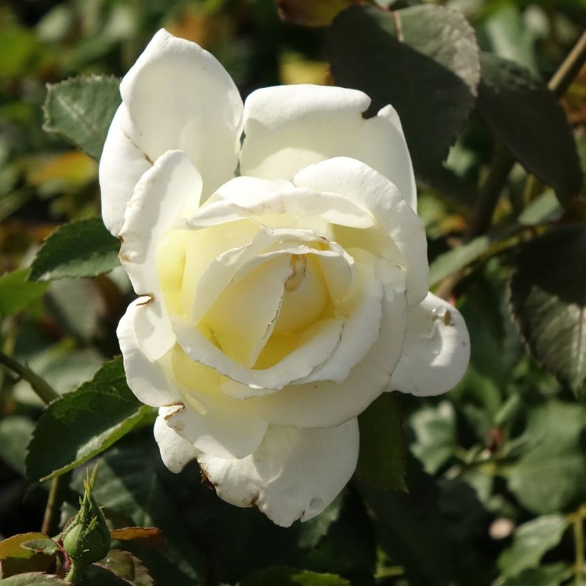 Rosa Memoire - Rose ibrida di tea (Fioritura)