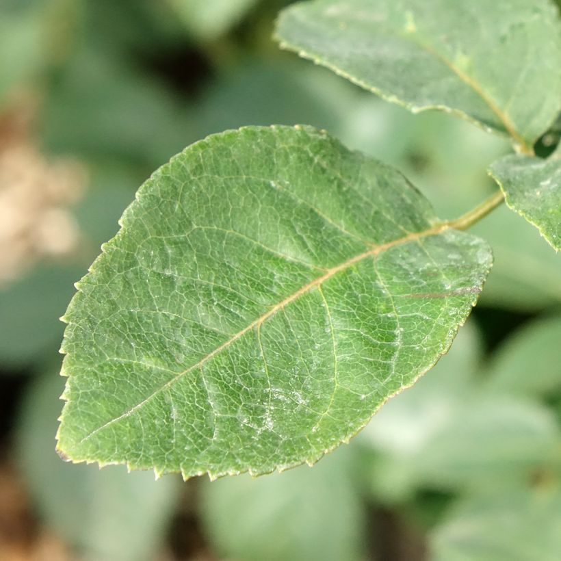 Rosa Metropolitan - Rose ibrida di tea (Fogliame)