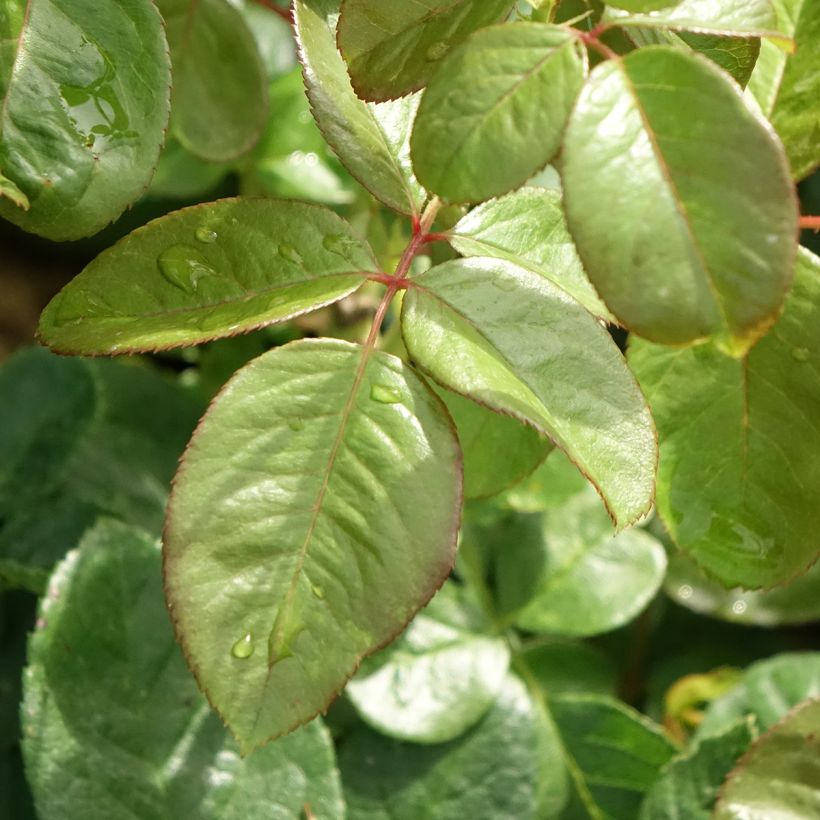 Rosa Michelangelo - Rose ibrida di tea (Fogliame)