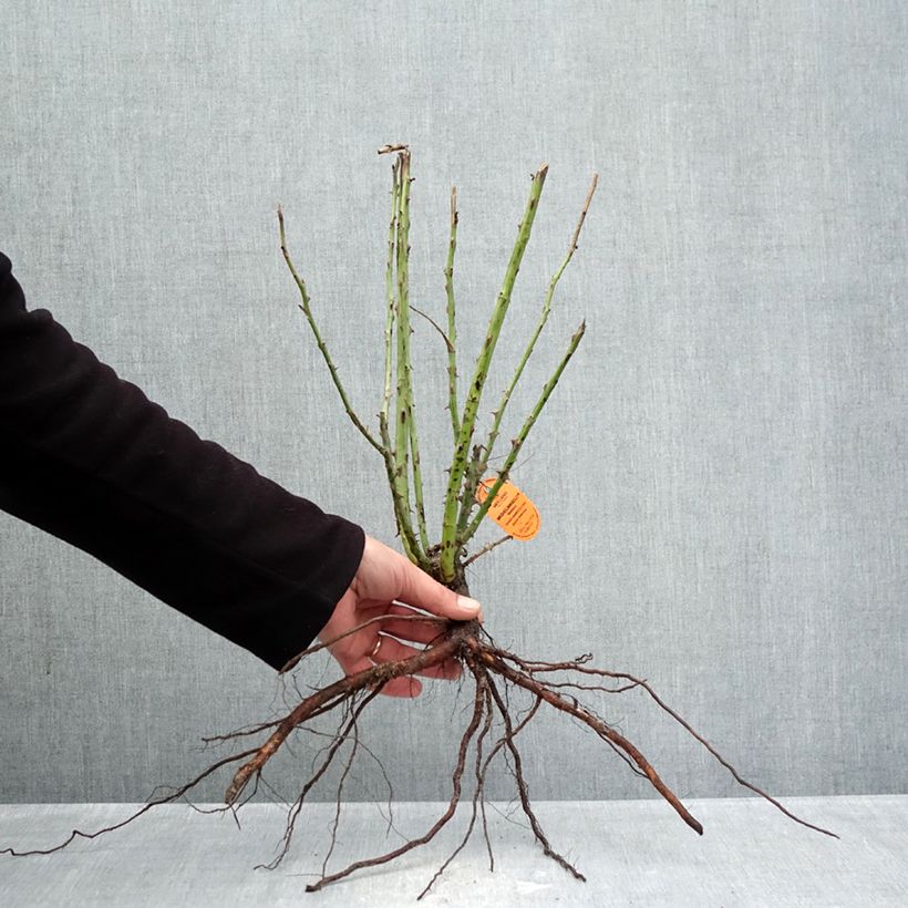 Rosa Michelangelo - Rose ibrida di tea Piante piccole a radice nuda esemplare consegnato in inverno