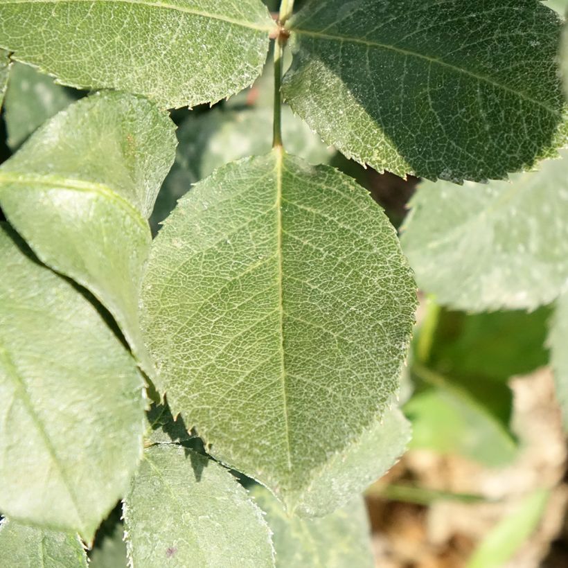Rosa Mister Lincoln - Rose ibrida di tea (Fogliame)