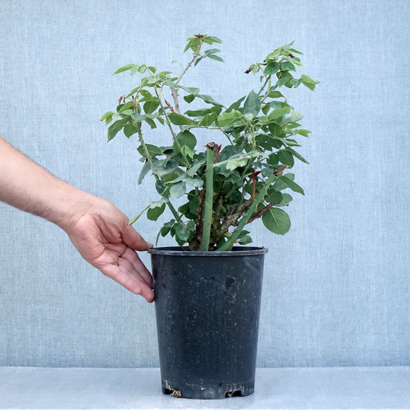 Esemplare di Rosa Mister Lincoln - Rose ibrida di tea Vaso da 4L/5L consegnato in estate