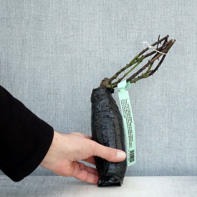 Example of Rosa Mme A. Meilland - Rose ibrida di tea Zolla a radice nuda as you get in hiver