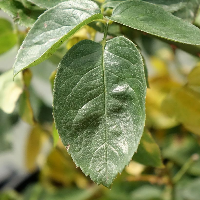 Rosa Mme A. Meilland - Rose ibrida di tea (Foliage)