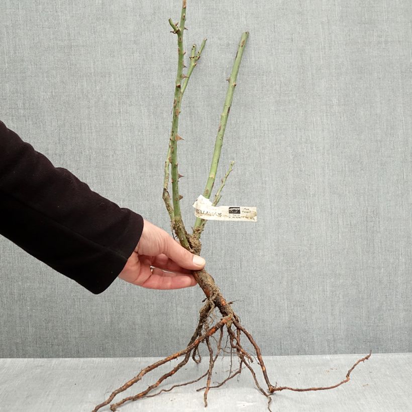 Example of Rosa Mme A. Meilland - Rose ibrida di tea Piante piccole a radice nuda as you get in hiver