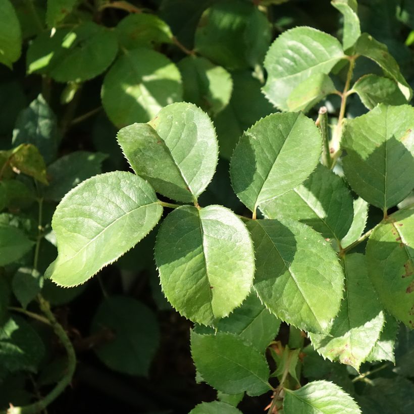 Rosa Niharika (Fogliame)