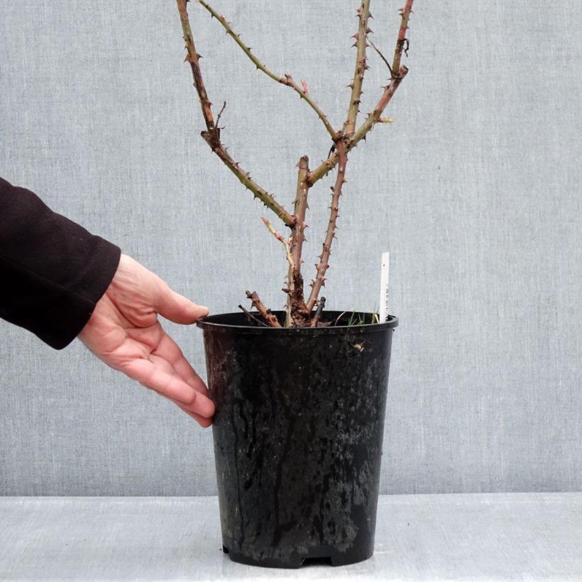 Rosa Niharika Vaso da 4L/5L esemplare consegnato in inverno