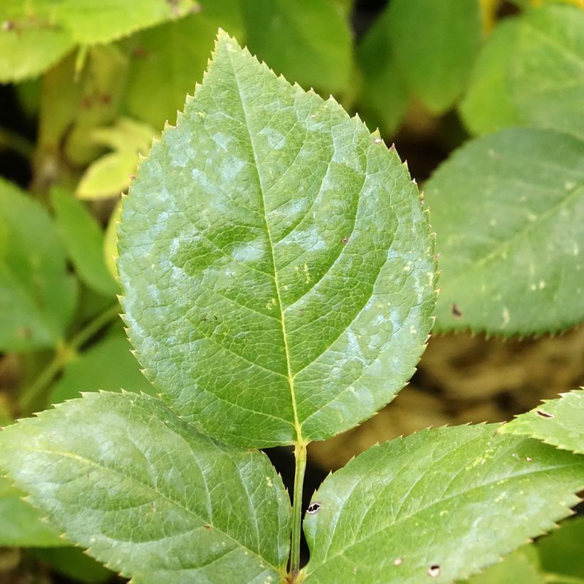 Rosa Noémie de Rothschild (Foliage)