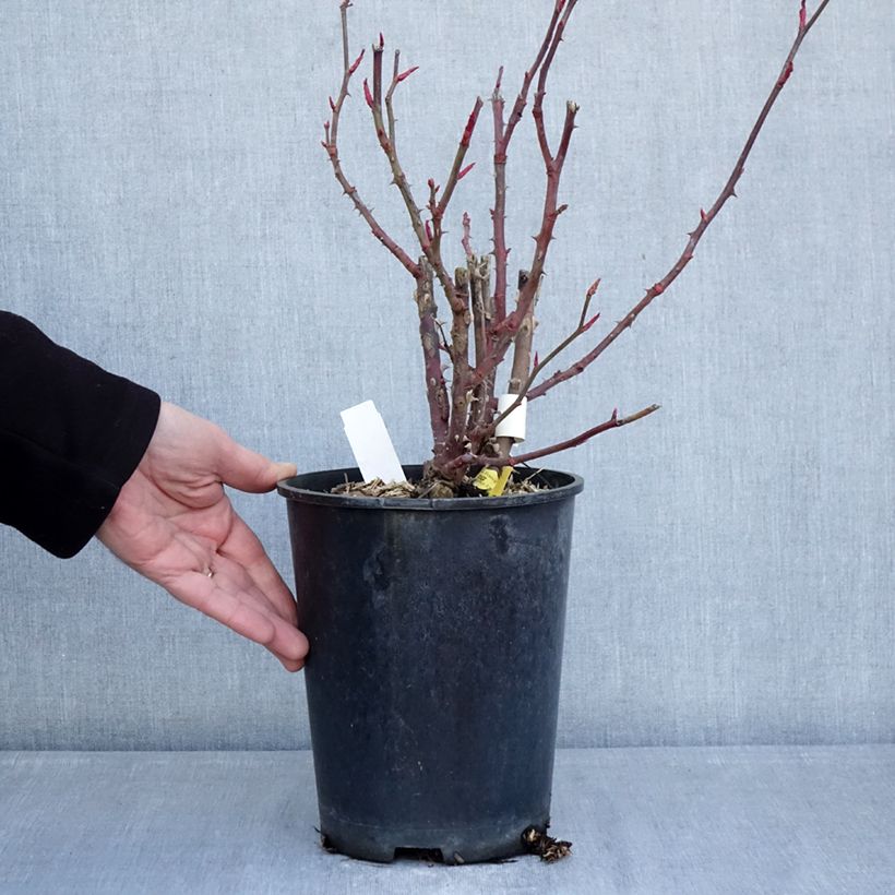 Example of Rosa Noémie de Rothschild Vaso da 4L/5L as you get in hiver