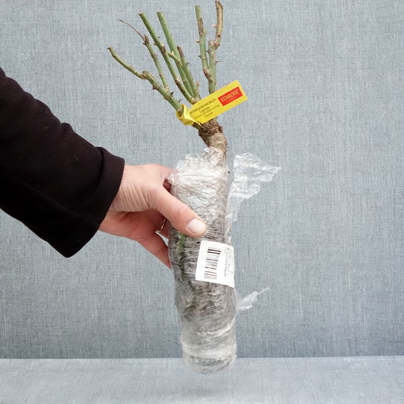 Example of Rosa Noémie de Rothschild Piante piccole a radice nuda as you get in hiver