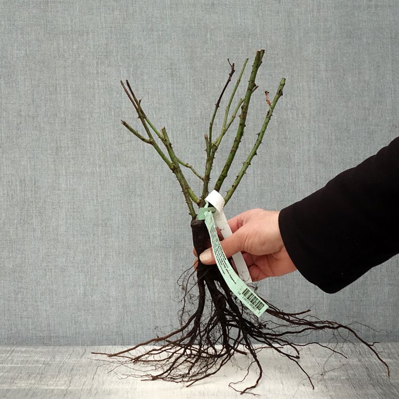 Example of Rosa Nuage Parfumé - Rose ibrida di tea Piante piccole a radice nuda as you get in hiver