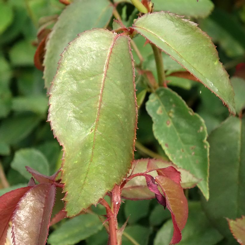 Rosa Nuage Parfumé - Rose ibrida di tea (Foliage)