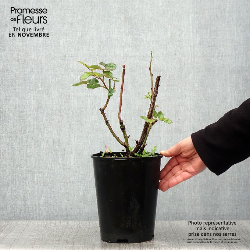 Esemplare di Rosa Oriental Peace - Rose ibrida di tea Vaso da 4L/5L come consegnato in autunno
