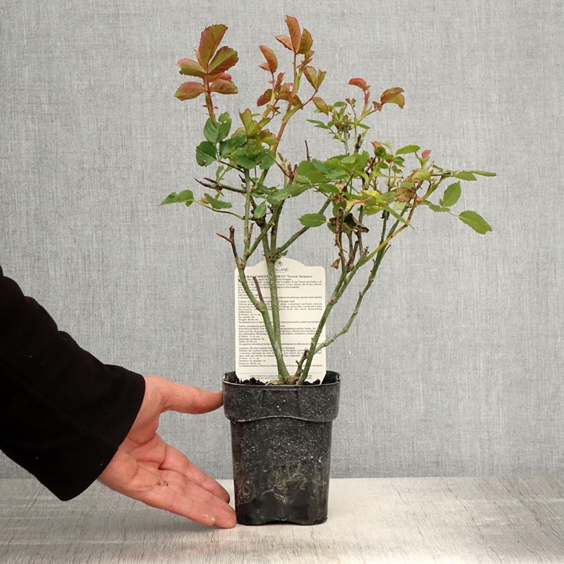 Example of Rosa Oriental Peace - Rose ibrida di tea Vaso da Ø 10 cm/11 cm as you get in printemps