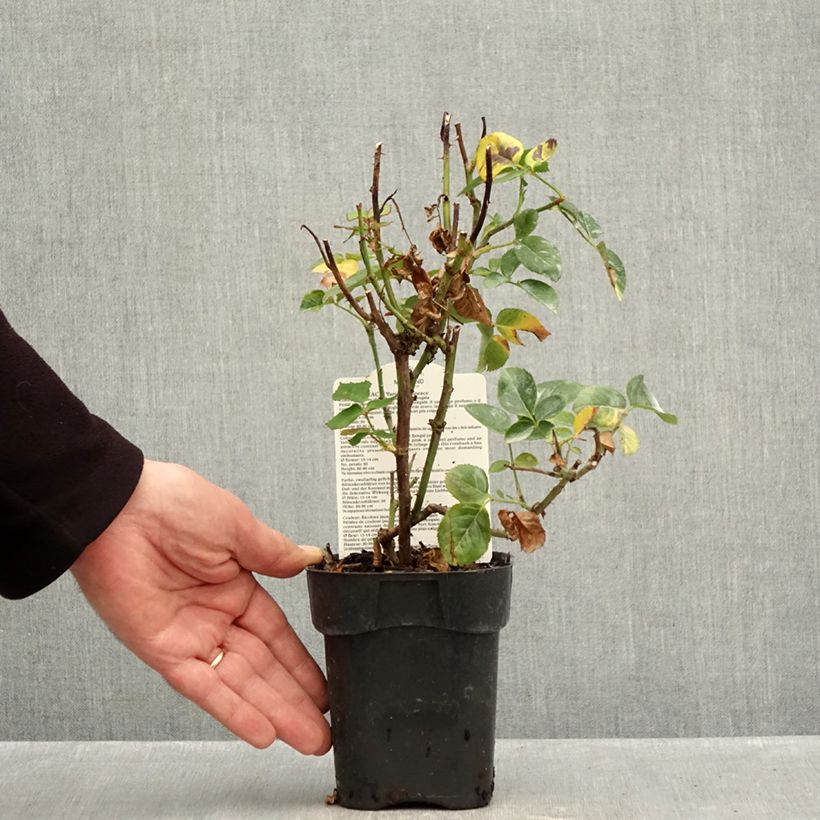 Esemplare di Rosa Oriental Peace - Rose ibrida di tea Vaso da Ø 10 cm/11 cm come consegnato in autunno