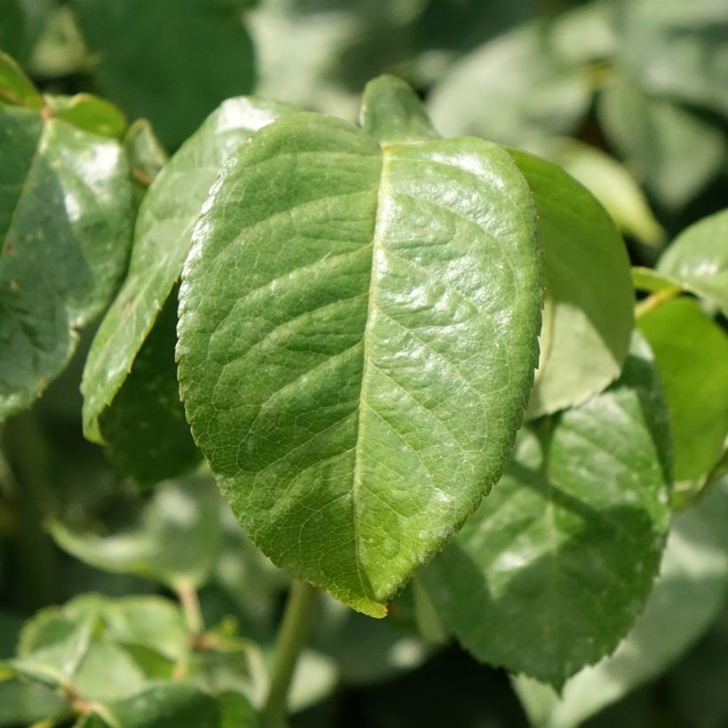Rosa Oriental Peace - Rose ibrida di tea (Foliage)