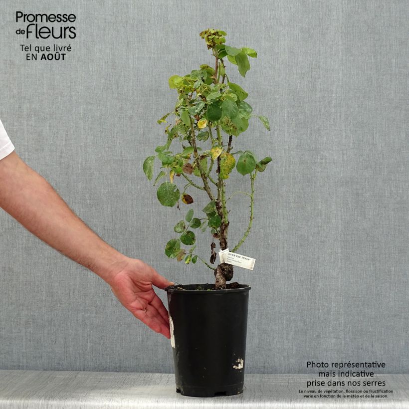 Example of Rosa Over the Moon Vaso da 4L/5L as you get in ete