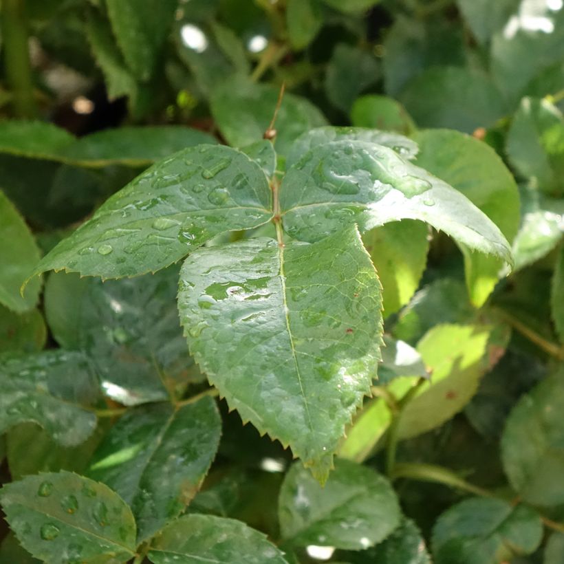 Rosa Pacific Sunset (Foliage)