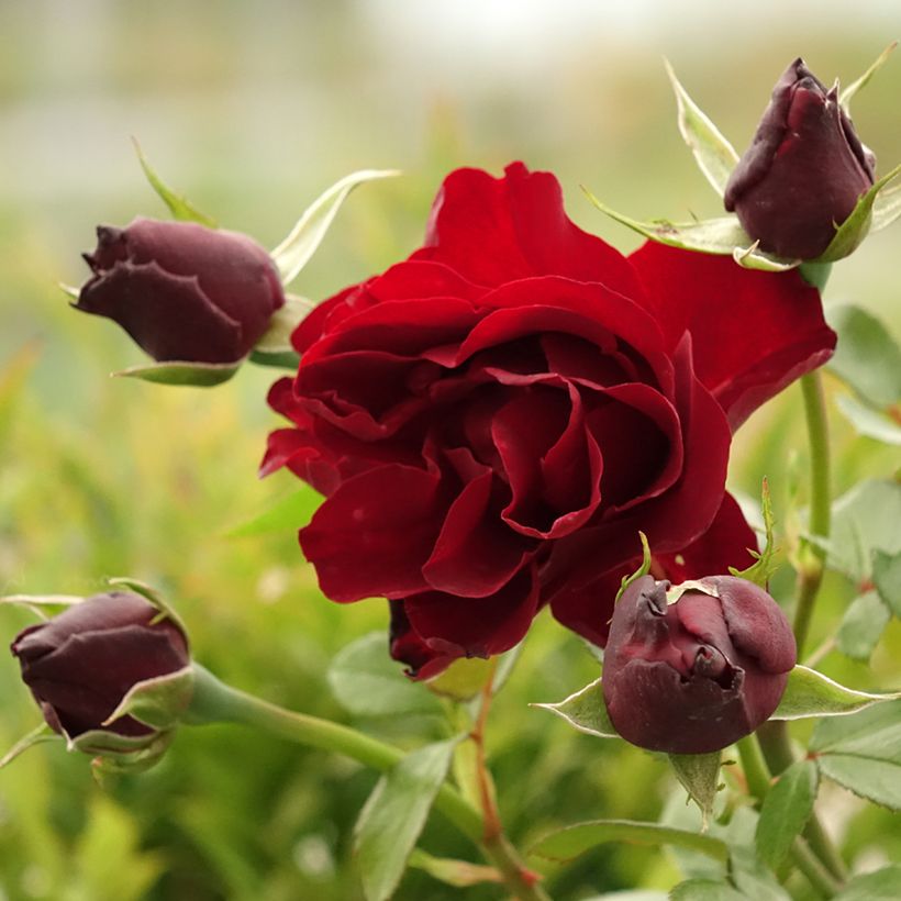 Rosa Paint it Black - Rose ibrida di tea (Fioritura)