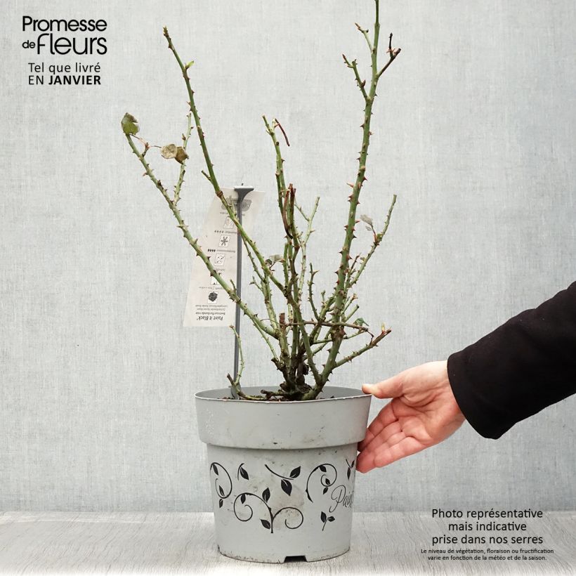 Rosier à grandes fleurs Paint it Black Pot de 6L/7L esemplare consegnato in inverno