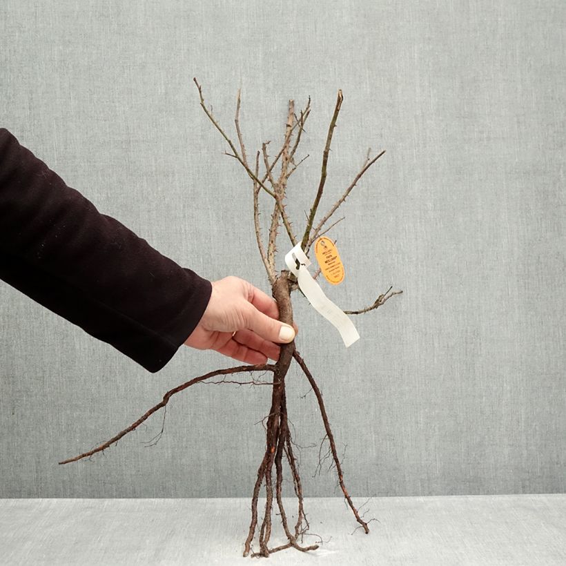 Example of Rosa Papa Meilland - Rose ibrida di tea Piante piccole a radice nuda as you get in hiver