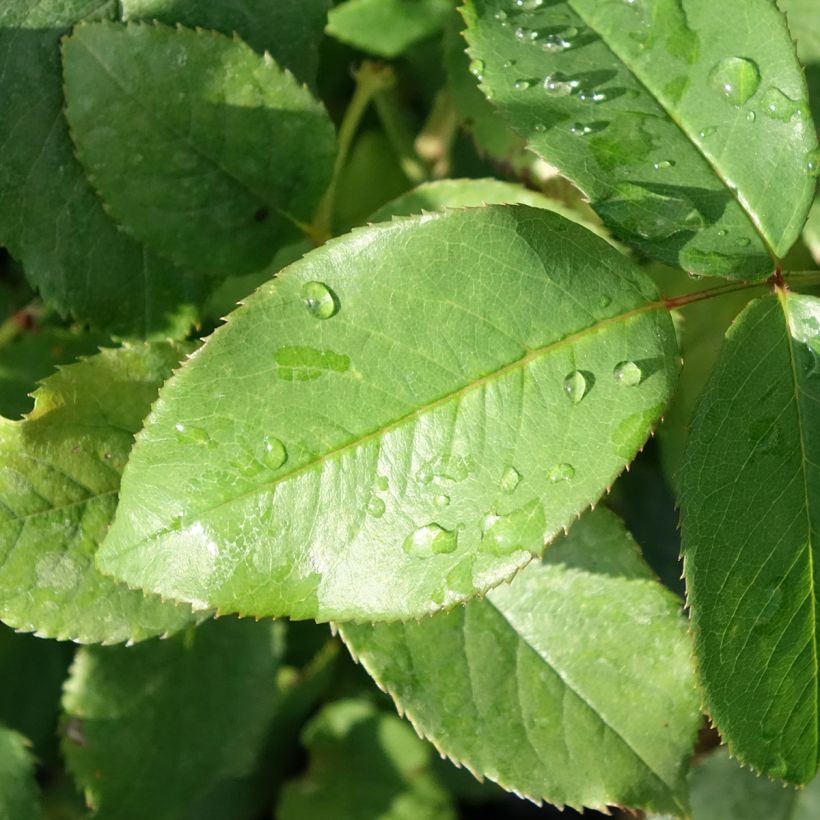 Rosa Parfum de Liberté - Rose ibrida di tea (Foliage)