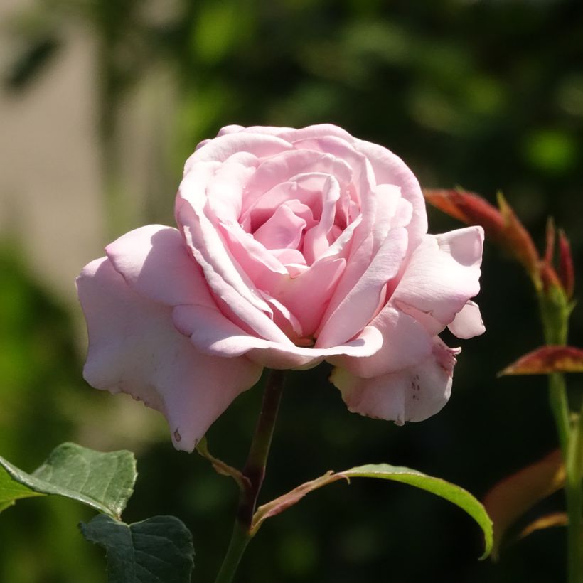 Rosa Parfum de Liberté - Rose ibrida di tea (Fioritura)