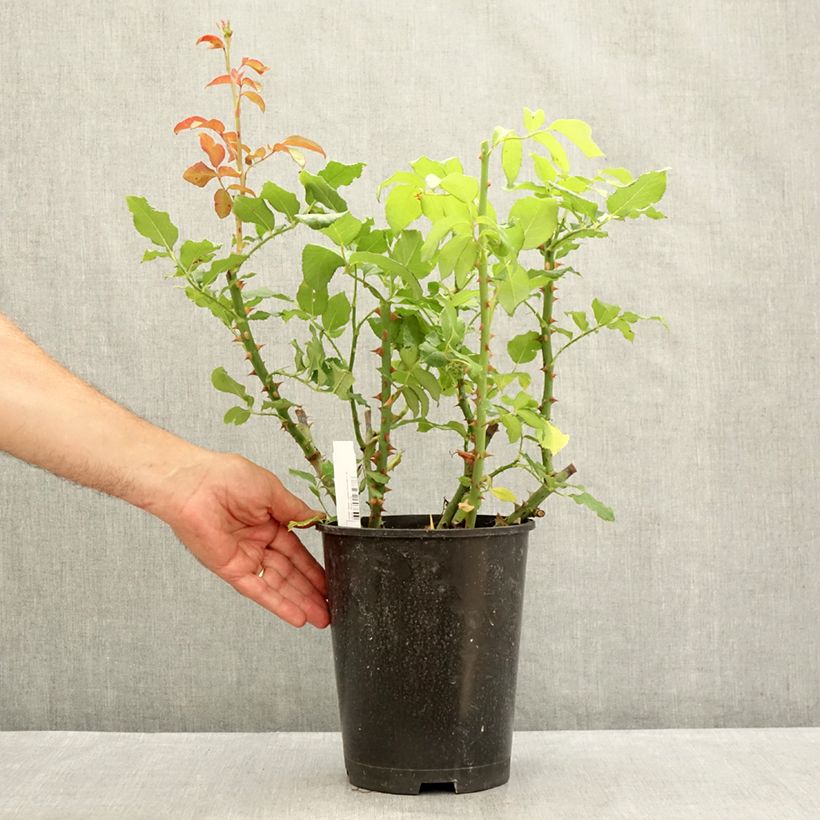 Example of Rosa Parfum de Liberté - Rose ibrida di tea Vaso da 4L/5L as you get in ete