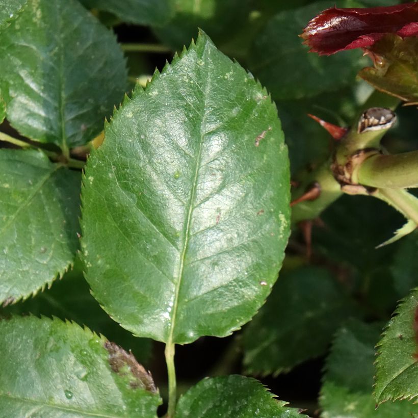 Rosa Parfum de Loire (Fogliame)