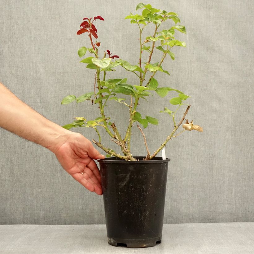 Esemplare di Rosa Parfum de Loire Vaso da 4L/5L consegnato in estate