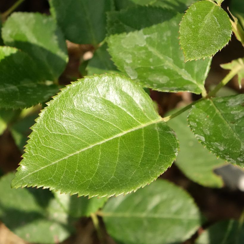 Rosa Perfume Factory (Foliage)